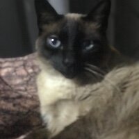 Gata75