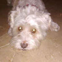 Lobo