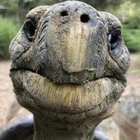 Galapagos